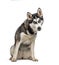 Sitting Siberian Husky, isolated