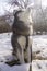 Sitting Siberian husky wolf dog in winter forest outdoor on the snow