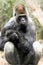 Sitting silver back gorilla