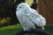 Sitting snow owl