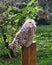 sitting snowy owl cropped in close up