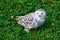 sitting snowy owl cropped in close up