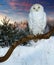 Sitting snowy owl at wildness