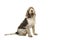 Sitting Spinone Italiano dog seen from the side looking at the camera