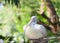 Sitting Spot-billed pelican