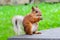 Sitting squirrel