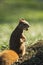 Sitting squirrel with an oak