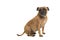 Sitting Stafford Terrier seen from the side looking over its shoulder isolated on a white background