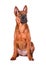 Sitting Thai Ridgeback puppy