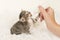 Sitting three weeks old tabby kitten being hand fed with a bottle of milk