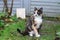 Sitting tortoiseshell cat in a garden