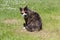 Sitting tortoiseshell cat in a garden