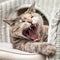 Sitting Tortoiseshell-Tabby Cat Yawning