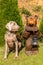 Sitting Weimaraner and wooden bear. Hound. Bear statue. Dog on the hunt
