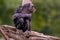 Sitting west african chimpanzee relaxes