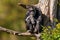 Sitting west african chimpanzee relaxes