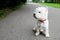 Sitting West Highland White Terrier.