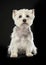 Sitting West highland white terrier or westie dog looking at the
