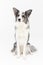 Sitting on a white background is a thoroughbred Border Collie with a full pedigree. The dog is colored in shades of