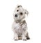 Sitting White crossbreed dog, isolated