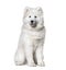 Sitting white Samoyed dog, isolated
