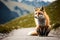 Sitting wild red fox on the road for tourists high in the mountains, illustration with copy space.