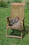 Sitting Wyandotte chicken on garden chair