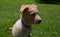 Sitting Yarmouth Toller Puppy Dog in Grass