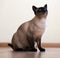 Sitting young adult siamese cat