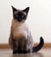 Sitting young adult siamese cat