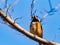 Sittiparus varied tit perched in Japanese forest 10