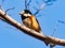 Sittiparus varied tit perched in Japanese forest 4