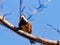 Sittiparus varied tit perched in Japanese forest 6