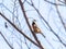 Sittiparus varied tit perched in Japanese forest 9