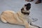 The Sivas Kangal Dog Turkey