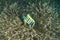 Six-banded angelfish