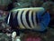 Six Banded Angelfish - Pomacanthus sexstriatus