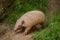 Six-banded armadillo (Euphractus sexcinctus)