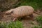 Six-banded armadillo (Euphractus sexcinctus)