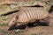 Six-Banded Armadillo Euphractus Sexcinctus