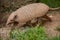 Six-banded armadillo Euphractus sexcinctus