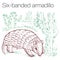 Six-banded armadillo hand drawn vector illustration