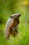 Six-Banded Armadillo, Yellow Armadillo, Euphractus sexcinctus, Pantanal, Brazil. Wildlife scene from nature. Funny portrait of Arm