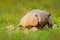 Six-Banded Armadillo, Yellow Armadillo, Euphractus sexcinctus, Pantanal, Brazil. Wildlife scene from nature. Funny portrait of Arm