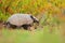 Six-Banded Armadillo, Yellow Armadillo, Funny portrait of Armadillo, face portrait, hidden in the grass. Wildlife of South Americ