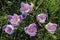Six beautiful flower heads of spring crocus Iridaceae from above