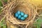 Six blue eggs in the nest in nature closeup in sunlight