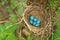 Six blue eggs of the thrush in the straw nest on a tree in the forest