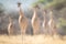 Six blurred southern giraffes walk towards camera