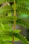 Six branches of a fern, the little balck dots are spore cases.